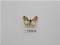 藏品(尺蛾137)的圖片